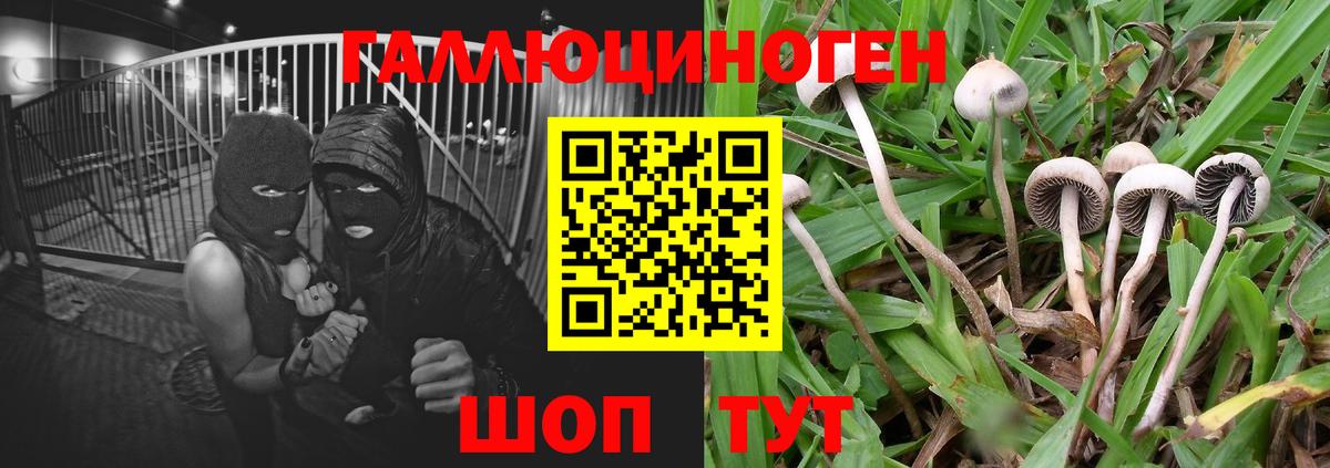 Псилоцибиновые грибы мицелий  Вход с VPN  купить наркотики цена  Санкт-Петербург  Псилоцибиновые грибы Cubensis 